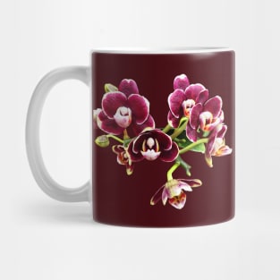 Phalaenopsis Lioulin Sparrow Mug